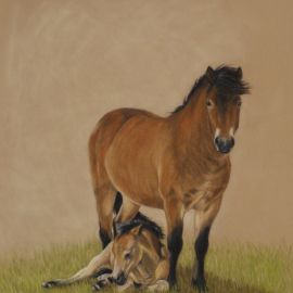 Exmoor Mare and Foal