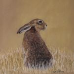 Hare in Stubble Field