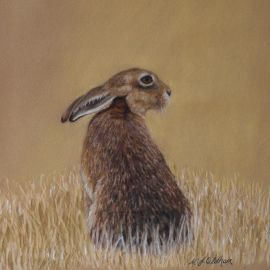 Hare in Stubble Field