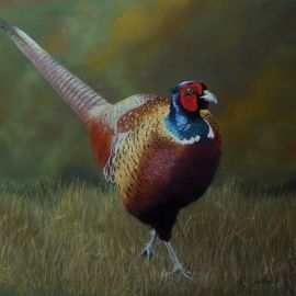 Pheasant