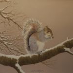 Grey Squirrel in Winter