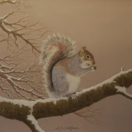 Grey Squirrel in Winter