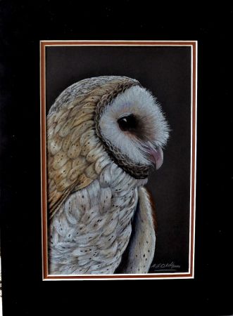 Barn Owl  1
