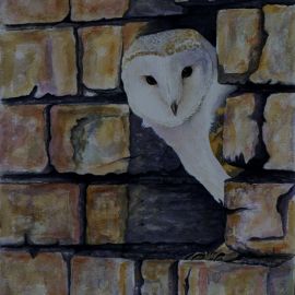 Barn owl